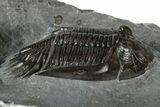 Mrakibina Trilobite - Mrakib, Morocco #352626-2